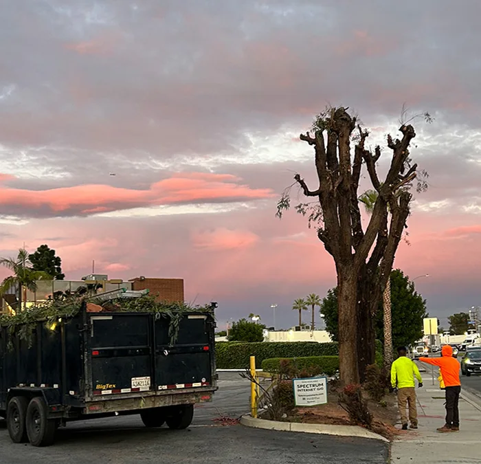 tree services 
