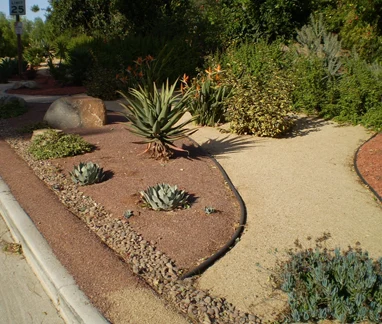 landscape and cactus