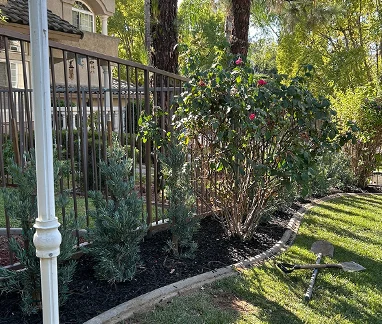 little trees landscape