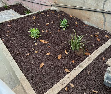 mulch and little plants