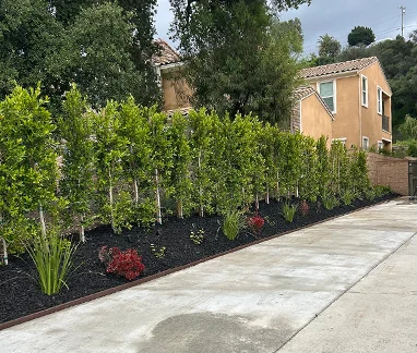 small trees planted