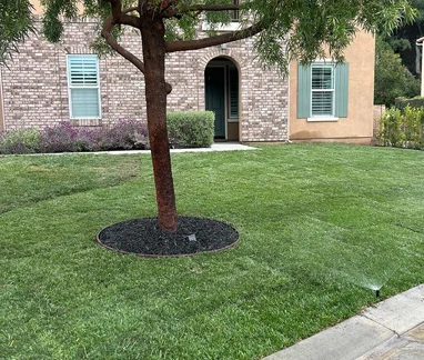 tree and sprinklers